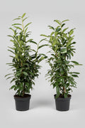 Kirschlorbeer Caucasica