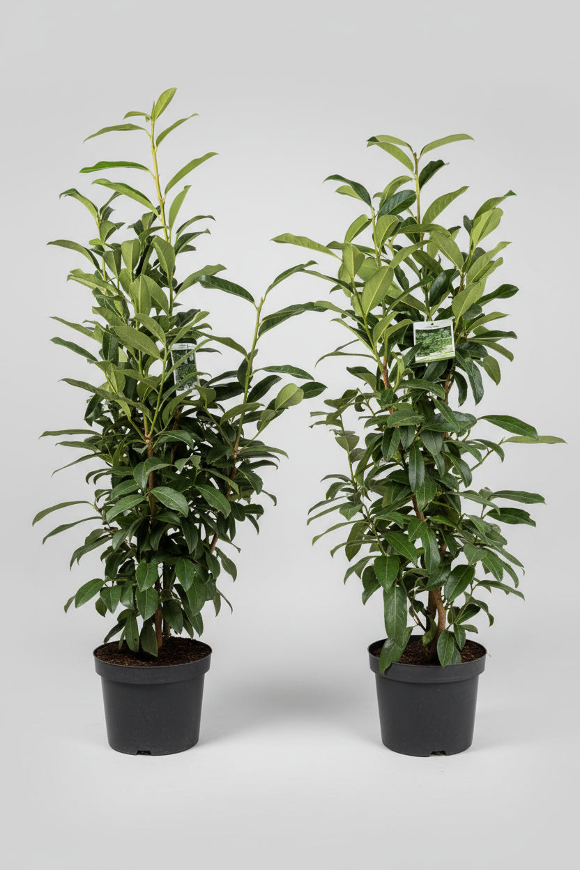 Kirschlorbeer Caucasica